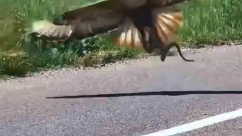 Bingöl'de Kartalın Yılan Avı Görüntülendi