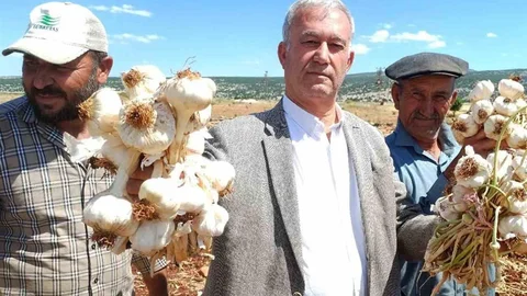Gaziantep'te Araban Sarımsağı Hasadı Başladı