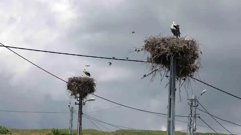 Adıyaman'da Leyleklerin Barınma Noktası