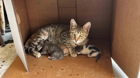 Denizli'de Kedi Yavrularına Destek