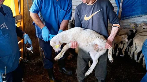 Afyonkarahisar'da Hayvan Sağlığı Çalışmaları Sürüyor