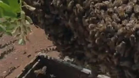 Elazığ’da Arıların Oğul Verme Anı