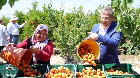 Denizli'de Kiraz ve Kayısı Hasadı