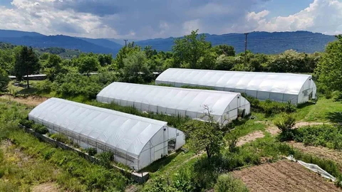 Ordu'da Örtü Altı Üretim Artıyor