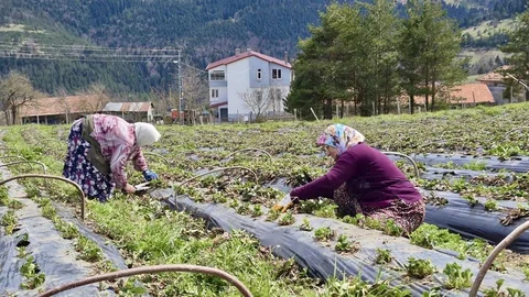 Samsun'da Tarımsal Üretici Desteği