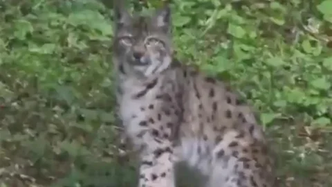Kastamonu'da Vaşak Görüntülendi