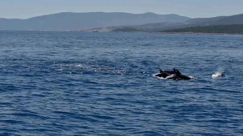 Muğla'da Yunusların Etkileyici Gösterisi