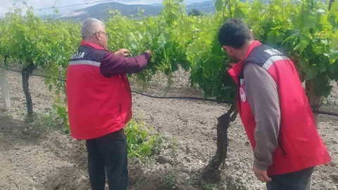 Manisa'da Tarım Denetimleri Devam Ediyor