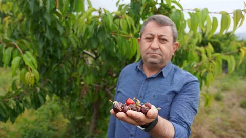 Tokat’ta Aşırı Yağışlar Kiraz Üretimini Vurdu