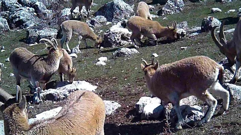 Erzincan'da Yaban Keçileri Görüntülendi