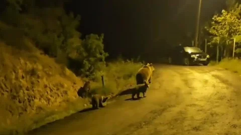 Anne Ayı ve Yavruları Kızılcahamam'da Yaşadı