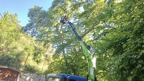 Karacasu'daki Anıt Ağaçların Bakımı Tamamlandı