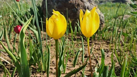 Erzurum'da Dağlar Çiçek Açtı