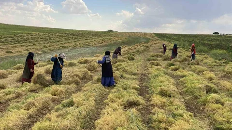 Şanlıurfa'da Mercimek Hasadı Başladı
