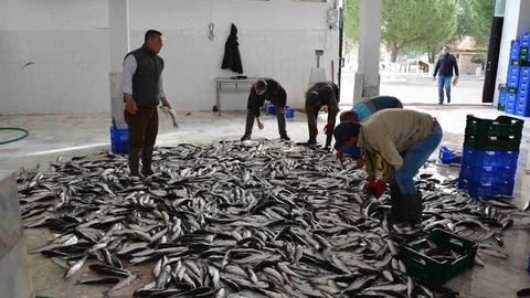 Muğla'nın Mayıs Ayı İhracatı 107 Milyon Dolar