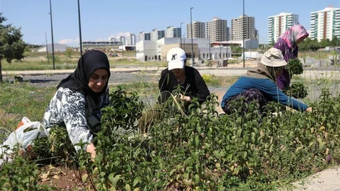 Kadınların Tıbbi Bitkilerde İlk Hasadı Diyarbakır'da Yapıldı