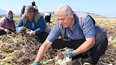 Kahramanmaraş'ta Sarımsak Hasadı Başladı
