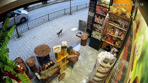 Giresun'da Kedinin Devirdiği Cevizler Toplandı