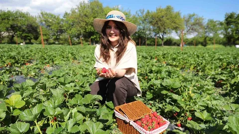 Erzincan'da Çilek Hasadı ve Piknik Keyfi