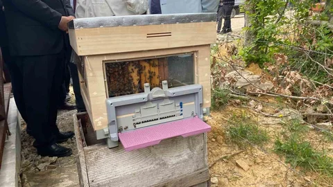 Sinop'ta Bal Ormanı Açıldı