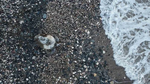 Mersin'de Caretta Caretta Yumurtalıyor