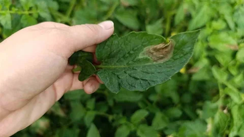 Köşk'te Domates Üreticilerine Hastalık Uyarısı