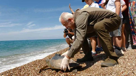 Yeşil Deniz Kaplumbağaları Antalya'da Denize Bırakıldı