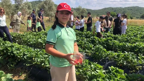 Yatağan'da Çilek Hasadı Yapıldı