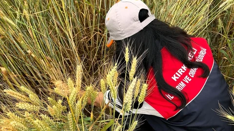 Kırklareli'nde Süne Mücadelesi Devam Ediyor