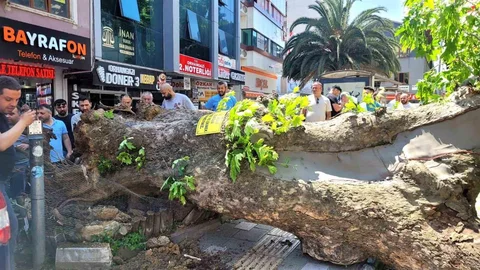 Bursa'da Tarihi Çınar Devrildi