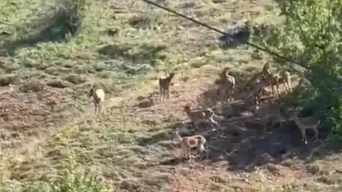 Elazığ'da Dağ Keçileri Görüntülendi