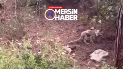 Mersin Kırsalında Bitkin Haldeki Kurt Görüntülendi: Yetkililerden Kurdun Sağlık Durumuyla İlgili İnceleme Bekleniyor