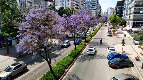 Adana'da Jakarandalar Çiçek Açtı
