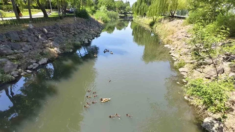 Yavru Ördekler Kent Park'ta Neşe Saçıyor