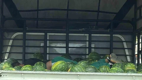 Adana'da Karpuzlar Arasında Uyuyan İşçi