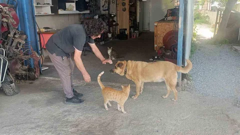 Antalya'da Gözleri Görmeyen Köpeğe Bakıyor