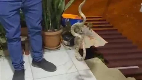 Antalya'da Yılan Panik Yarattı