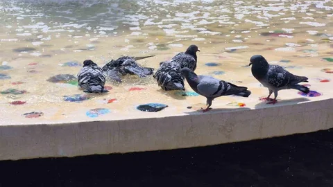 Güvercinler Sıcaklarda Havuzda Serinliyor