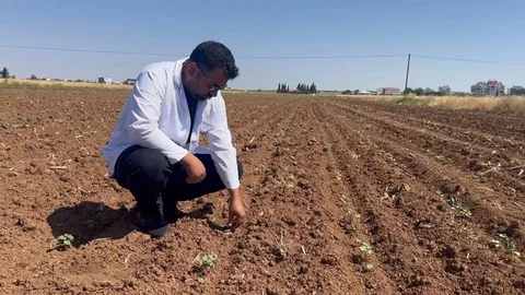 Şanlıurfa'da Pamuk Tarlalarında Tehlike Var
