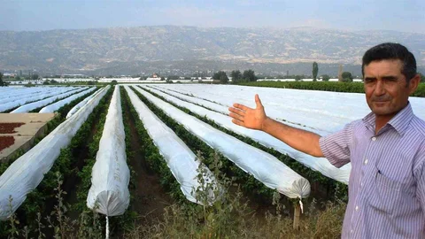 Sarıgöl Ovası Üzümleri İçin Örtü Hazırlıkları Başladı