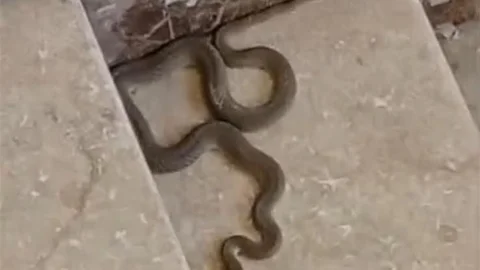 Malatya'da Yılan Paniği Yaşandı