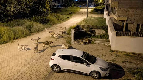 Bolu'da Sokak Köpekleri Tedirginliği