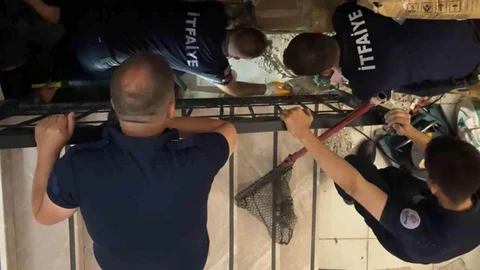 Edirne'de Kedi Kurtarma Operasyonu