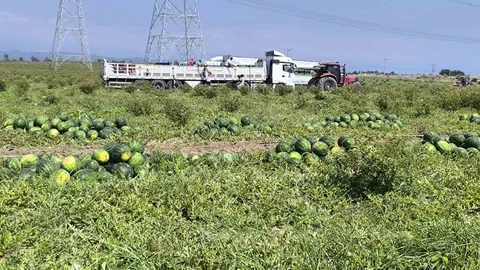 Aşırı Yağışlar Karpuz Hasadını Etkiledi