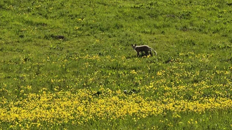 Ahlat'ta Yiyecek Arayan Tilki Görüntülendi