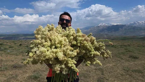 Van'da Yayla Muzunun Toplanması