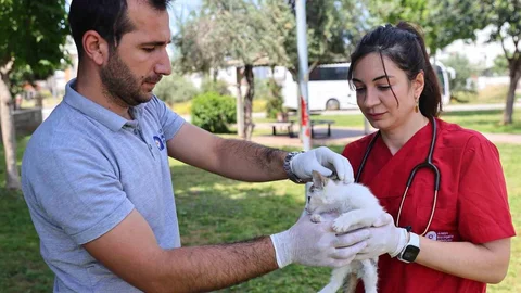 Antalya'da Hayvan Ambulansı Hizmeti