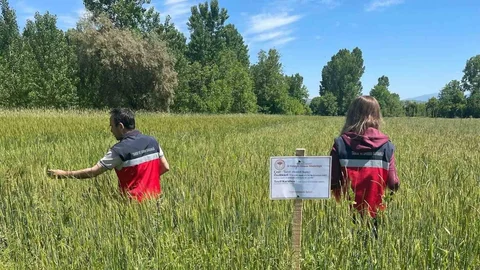Simav'da Buğday Alanları İncelendi