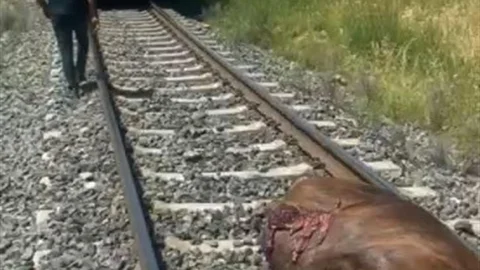 Elazığ'da Tren İneği Ezdi