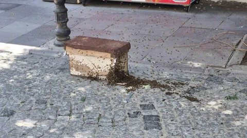 Eskişehir'de Arı Paniği Yaşandı